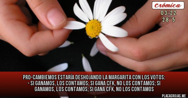 Placas Rojas - PRO-CAMBIEMOS ESTARÍA DESHOJANDO LA MARGARITA CON LOS VOTOS: - SI GANAMOS, LOS CONTAMOS; SI GANA CFK, NO LOS CONTAMOS; SI GANAMOS, LOS CONTAMOS; SI GANA CFK, NO LOS CONTAMOS