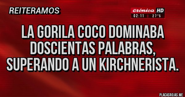 Placas Rojas - La gorila coco dominaba doscientas palabras, superando a un kirchnerista. Placas Rojas - La gorila coco dominaba doscientas palabras, superando a un kirchnerista.