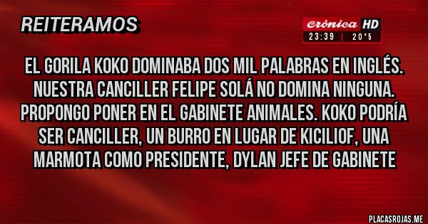 Placas Rojas - El gorila koko dominaba dos mil palabras en inglés. Nuestra canciller Felipe Solá no domina ninguna. Propongo poner en el gabinete animales. Koko podría ser canciller, un burro en lugar de KICILIOF, una marmota como presidente, Dylan jefe de gabinete