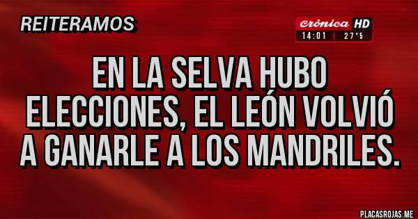 Placas Rojas - En la selva hubo elecciones, el león volvió a ganarle a los mandriles.