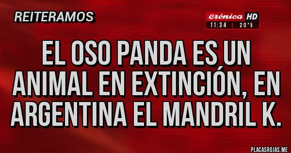 Placas Rojas - El oso panda es un animal en extinción, en Argentina el mandril k.