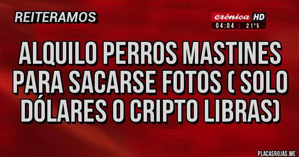 Placas Rojas - Alquilo perros mastines para sacarse fotos ( solo dólares o cripto libras)