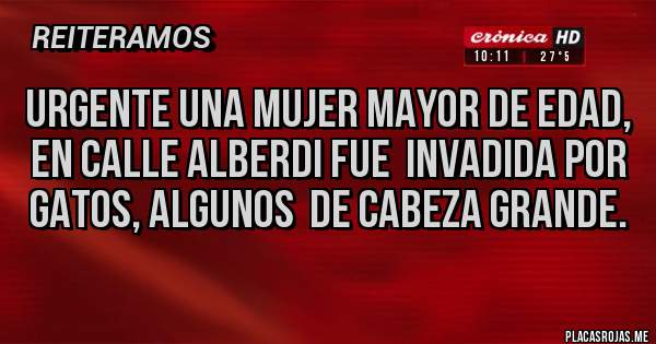 Placas Rojas - URGENTE una mujer mayor de edad, en calle Alberdi fue  invadida por Gatos, algunos  de cabeza grande.