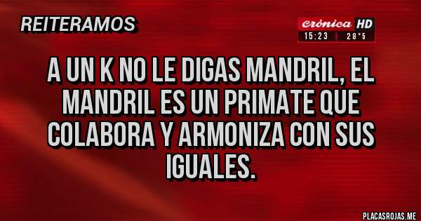 Placas Rojas - A un k no le digas mandril, el mandril es un primate que colabora y armoniza con sus iguales.